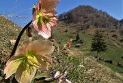 MONTE ZUCCO (1232 m) ad anello da S. Antonio Abb. (987 m) per la prima volta via Sonzogno (1108 m) - 31mar21 - FOTOGALLERY